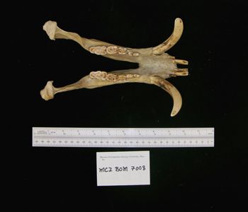 Media type: image;   Mammalogy BOM-7008